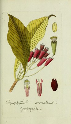 Clove illustration IMG