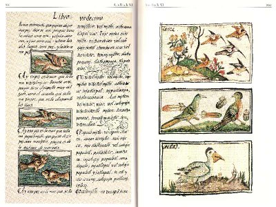 Bernardino de Sahagún, Zweisprachige Erläuterungen und kolorierte Zeichnungen zur Fauna Mexikos, 16. Jh.; Bildquelle: Litterscheid, Claus (Hg.): Aus der Welt der Azteken: Die Chronik des Fray Bernardino de Sahagún, Frankfurt am Main 1989, S. XX-XXI. Mit freundlicher Genehmigung des Insel Verlag.