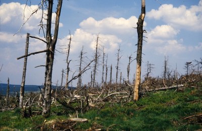 Waldsterben in den 1980er Jahren